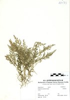 藏品(疏葉卷柏)的圖片